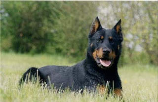 Beauceron France Dog