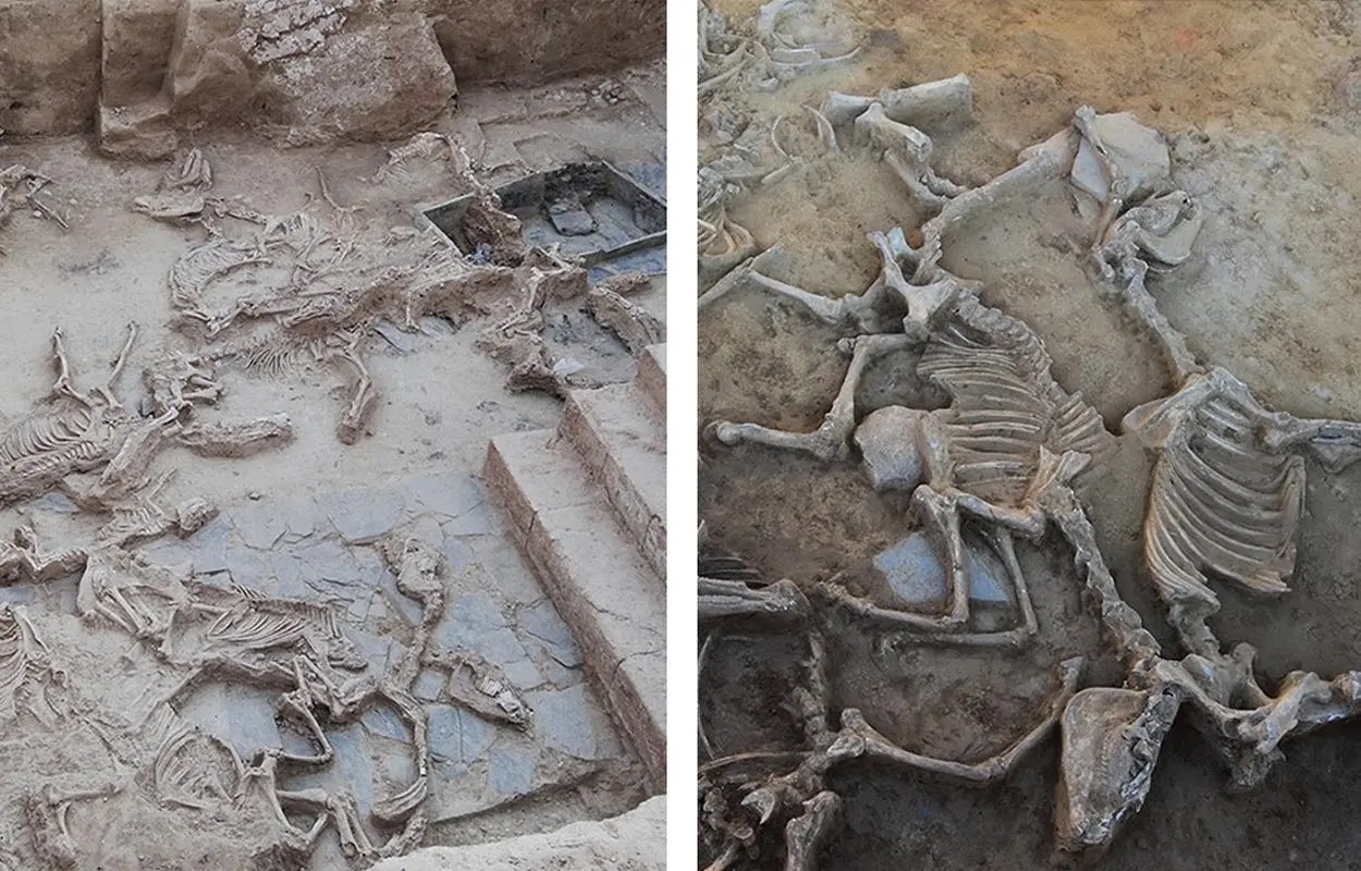 Μυστηριώδη χώρο θυσίας με πάνω από 6.000 οστά ζώων ανακάλυψαν οι αρχαιολόγοι – Τα νέα στοιχεία που αλλάζουν τα δεδομένα