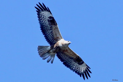 "Long-legged Buzzard - Buteo rufinus , winter visitor soaring through the sky with its wings spread open."