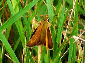 Large Skipper Ochlodes sylvanus. Indre et Loire. France. Photo by Loire Valley Time Travel.