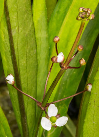 Narrow-Leaved Water-plantain, Alisma lanceolatum.  Spring Park, 4 May 2014.