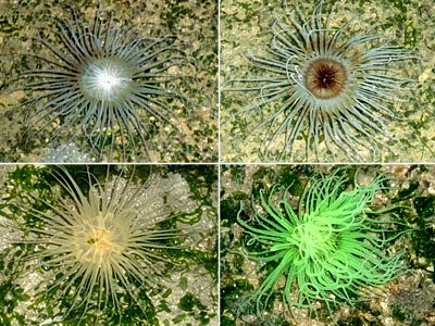 tube or peacock anemones, Ceriantharia