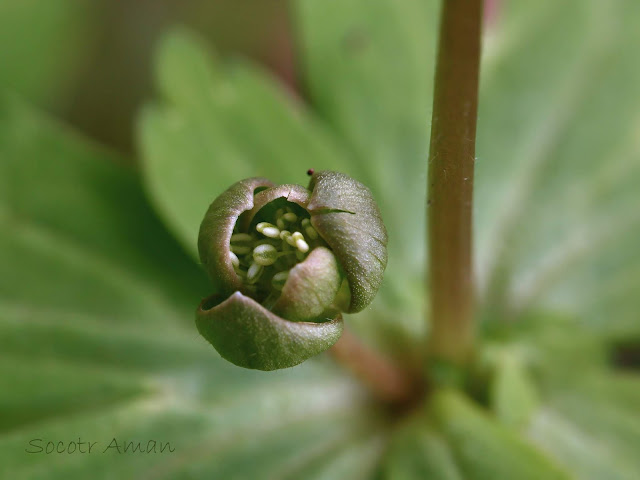 Anemone flaccida