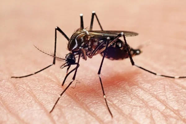 Saiba identificar 12 sintomas da chikungunya e quanto tempo eles duram