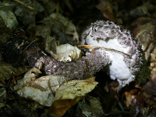 Strobilomyces floccopus - Bolet pomme de pin - Strobilomyces strobilaceus