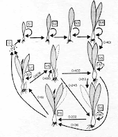 Figure illustrating how Ramp plants increase in size over years.
