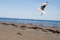 gaviota de pico rojo