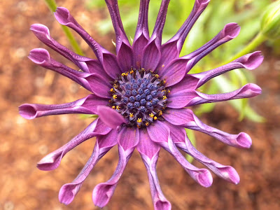 photo of purple african daisy in bloom