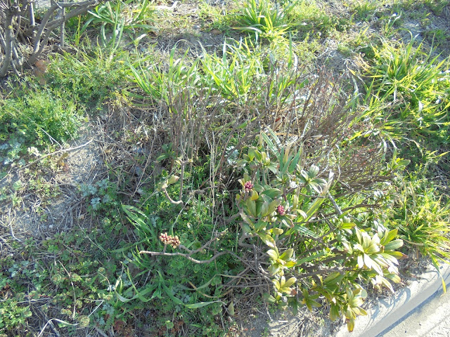 花壇の花が芽吹いている様子