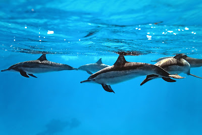 Delfines nadando en el mar azul