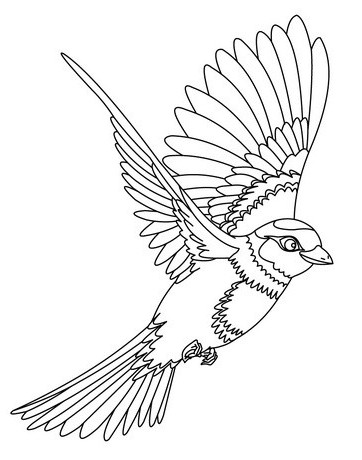  Sketsa Gambar Burung Hantu Merak Garuda Elang gambarcoloring