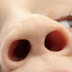 Human Nose - Amazing Facts About It