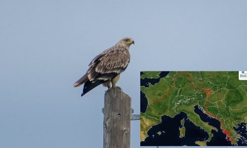 Το εντυπωσιακό ταξίδι ενός θηλυκού Βασιλαετού με το όνομα Αρτεμισία, το οποίο περιλαμβάνει και τα φιλόξενα νερά του Αμβρακικού , αποτύπωσε η Ελληνική Ορνιθολογική Εταιρία.