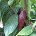 CULTIVO DE CACAO EN ITUANGO