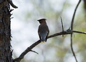 Cedar Waxwing - Hulbert Bog, Michigan, USA