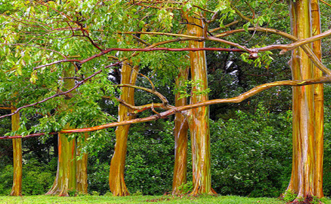 Penemuan Pohon Emas Eucalyptus Merinding com