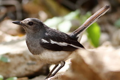 Oriental Magpie-Robin - resident