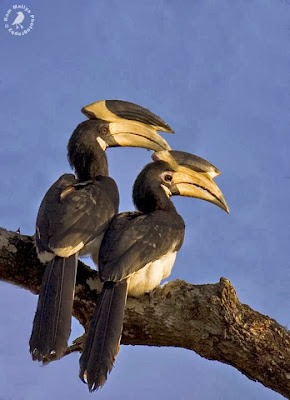 Cálao coronado Anthracoceros coronatus