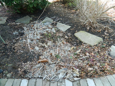 Leslieville Front Yard Spring Cleanup Before by Paul Jung Gardening Services--a Toronto Organic Gardening Company