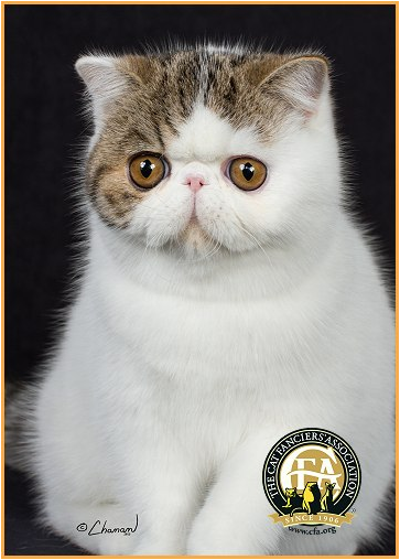 25 Gambar  Kucing  Lucu Terbaik GAMBAR  KUCING  GAMBAR  