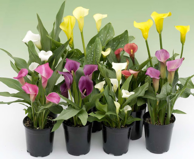 do calla lilies bloom more than once