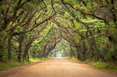 Bahía botánica con túnel de encinos y musgo junto al pantano en Carolina del Sur Isla Edisto- Botany Bay Plantation Spooky Dirt Road Creepy Marsh Oak Trees Tunnel with spanish moss on Edisto Island, SC