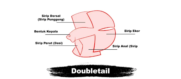 Kriteria Penilaian Kontes Ikan Cupang Doubletail