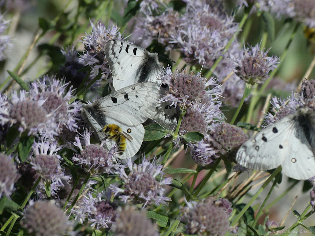 137: delicate wings