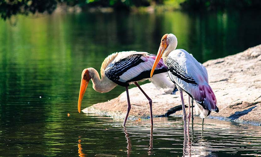 Bangladesh Birds Pictures - Best Birds Pictures - Beautiful Birds Pictures & Wallpapers Download - birds picture - NeotericIT.com