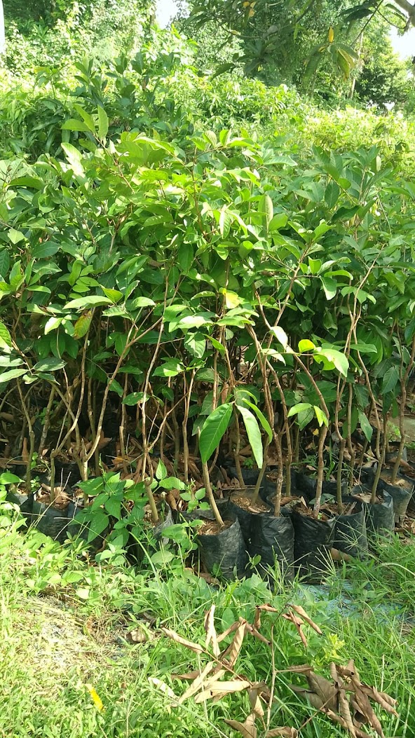 bibit tanaman rambutan binjai cepat tumbuh jawa barat Sumatra Barat