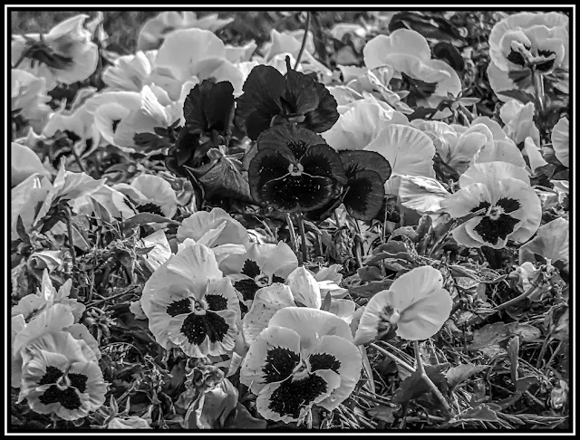 Conjunto de pensamientos en flor.