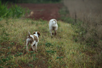 Bird dog pup follows another