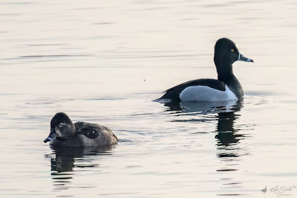 Ring-necked duck