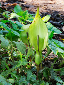 Cuckoo-pint, Arum maculatum, inflorescences. High Elms Country Park, 21 April 2014.