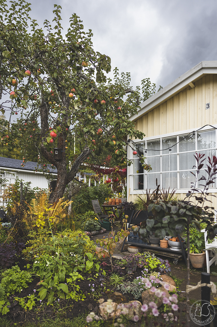 Oravankesäpesä siirtolapuutarhamökki omenapuu Malus domestica 'Syysjuovikas' perennapenkki