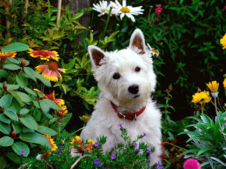 cute white dogs is sitting in flowers | cute puppy red collar