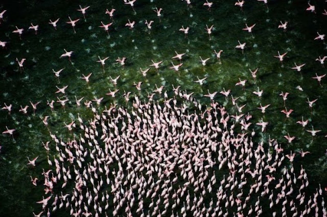 Flock of flamingos at Lake Nakuru, flamingo photos, flamingo pictures, flamingoes pics