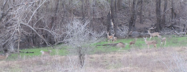 Large group of white-tailed deer in George Bush Park at dusk Feb 2013