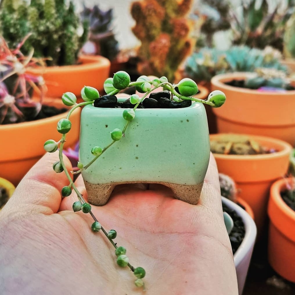 How to Grow and Care for String of Pearls (Complete Guide)