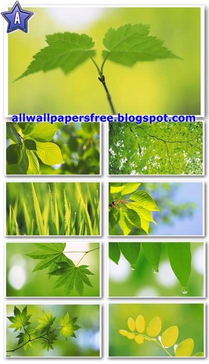 40 Green Leaves Widescreen Wallpapers 1680 X 1050