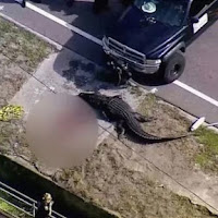 Penduduk terkejut lihat aligator heret mayat manusia
