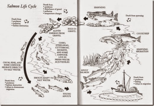 salmon life cycle