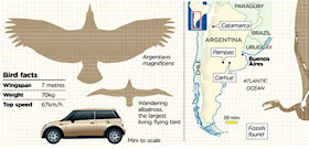 Tamaño Argentavis Magnificens