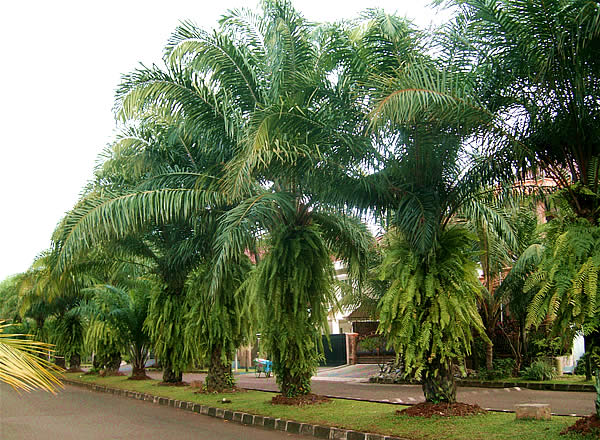 Street Palm Trees For Landscape Ideas | Home Design Ideas