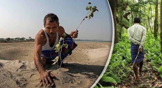 Plantó árboles cada día por 37 años, ni te imaginas como luce ahora