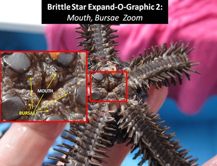 BS Expand-O 2
