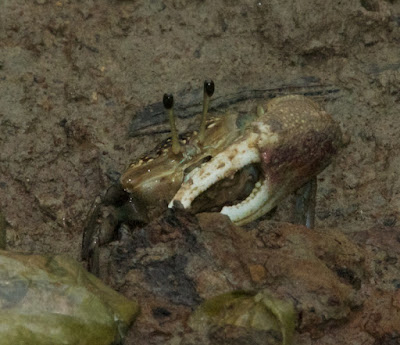 Fiddler crab (Uca sp)