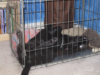 Black lab puppy Romero is sleeping upside down in his wire kennel. The kennel is up against the blue painted wall in the corner of my bedroom, next to a cylindrical brown laundry hamper and a wooden bookshelf. Romero has gotten himself into what appears to be the most uncomfortable position possible. He has pushed both his blankets up against the walls of the crate, and is lying flat on his back on the metal floor of the crate. His head is resting near a small metal bowl and a bone. His tail is sticking out the corner of the crate closest to the camera, and his back legs are resting against the bars of the crate. His front legs are tucked against his body like a kangaroo. Somehow, he finds this comfortable and is currently fast asleep.