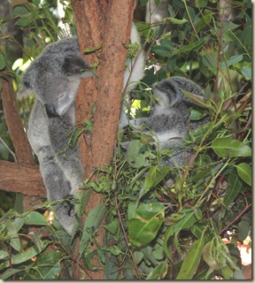 ZooIMG_8516