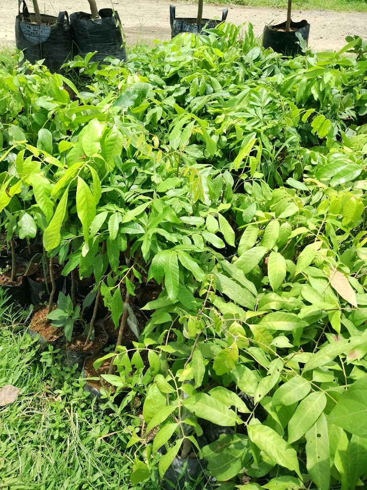 tanaman lengkeng kristal bibit klengkeng pohon buah tabulampot siap partai atau ecer Pariaman